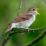 nightingale-bird