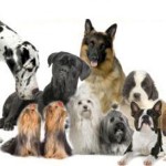 How to choose Right breed of Dog