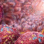 stomach-microorganisms