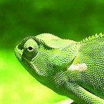 why-chameleons-change-color